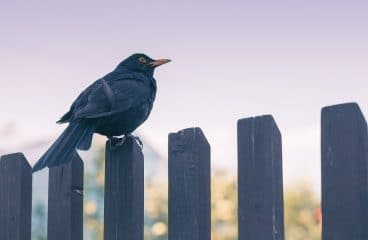 Comment se cacher de la vue des voisins ?